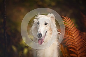 Beautiful russian borzoi dog in the forest in fall. Close-up of gorgeous and elegant dog breed russian wolfhound