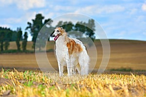 Beautiful russian borzoi dog