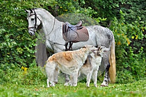 Beautiful russian borzoi dogs with gray horse