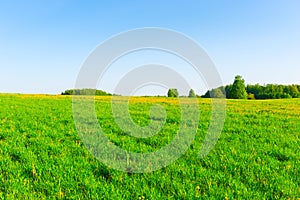 Beautiful Russian field