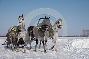 A beautiful Russian troika of horses rides through the arena in