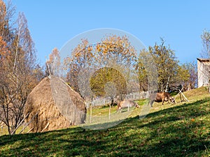 Beautiful rustic landscape in Magura village,Romania, with cows grazing next to a haystack