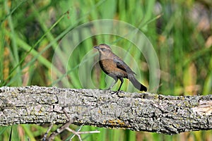 A beautiful Rusty Blackbird perched in the marsh