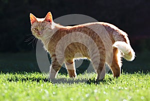 Beautiful rusty cat in the garden. Felis sivestris catus