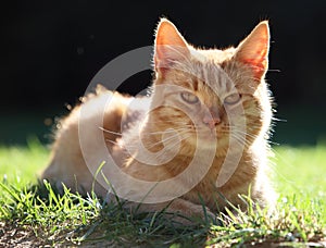 Beautiful rusty cat in the garden. Felis sivestris catus