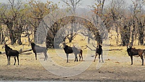 Beautiful sable antelope Africa safari wildlife photography