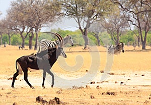 Beautiful Sable Antelope with oxpeckers on his back with zebra in the background in Hwange National Park