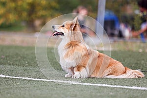 long haired Pembroke Welsh Corgi Pembrok at agility field