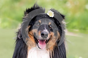 Beautiful sable white shetland sheepdog, small collie lassie dog outside portrait with chamomile midsummer flowers.