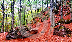 BEAUTIFUL SACRED FOREST OF MONTE DI VIGGIANO