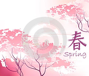 Beautiful sacura spring cherry tree