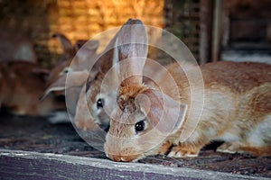 Beautiful sad eared red rabbit in a cage on the farm.
