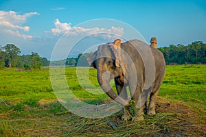 Beautiful sad elephant chained in a wooden pillar at outdoors, in Chitwan National Park, Nepal, sad paquiderm in a