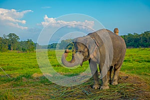 Beautiful sad elephant chained in a wooden pillar at outdoors, in Chitwan National Park, Nepal, sad paquiderm in a