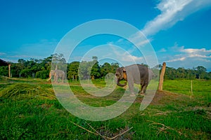 Beautiful sad elephant chained in a wooden pillar at outdoors, in Chitwan National Park, Nepal, sad paquiderm in a