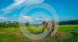 Beautiful sad elephant chained in a wooden pillar at outdoors, in Chitwan National Park, Nepal, sad paquiderm in a