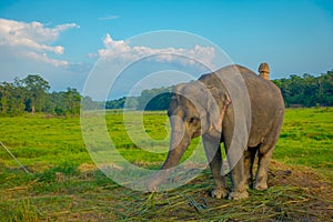 Beautiful sad elephant chained in a wooden pillar at outdoors, in Chitwan National Park, Nepal, sad paquiderm in a