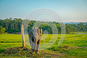 Beautiful sad elephant chained in a wooden pillar at outdoors, in Chitwan National Park, Nepal, sad paquiderm in a