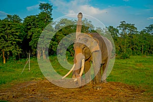 Beautiful sad elephant chained in a wooden pillar at outdoors, in Chitwan National Park, Nepal, sad paquiderm in a