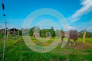 Beautiful sad elephant chained in a wooden pillar at outdoors, in Chitwan National Park, Nepal, sad paquiderm in a