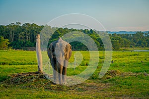 Beautiful sad elephant chained in a wooden pillar at outdoors, in Chitwan National Park, Nepal, sad paquiderm in a