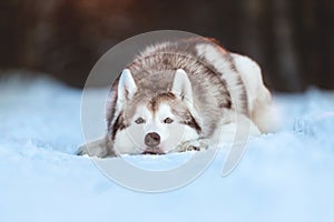 Beautiful, sad and free Siberian Husky dog lying on the snow path in the mysterious winter forest at sunset