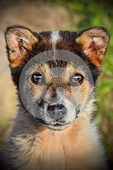 Beautiful and sad stray dog puppy eyes looking at photographer - homeless street dog puppy - caine maidanez