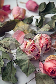 Beautiful sad tender depression dried dead pink roses flowers and leaves vintage background