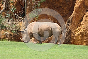 Beautiful safari zoo wild animals nature conservation natural balance photo