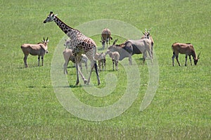 Beautiful safari zoo wild animals nature conservation natural balance