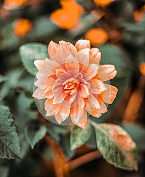 Beautiful saffron dahlia flower with open petals . Macro image