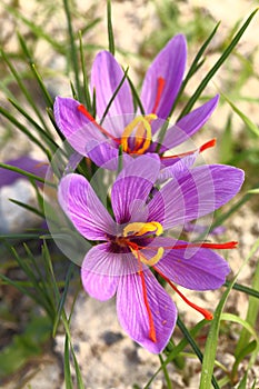 Beautiful saffron flowers