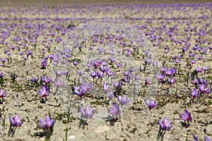 Beautiful saffron flowers