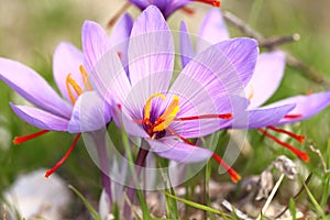 Beautiful saffron flowers