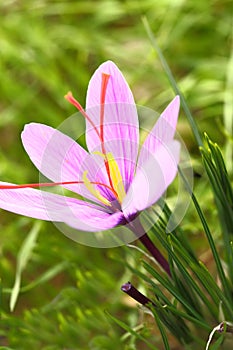Beautiful saffron flowers