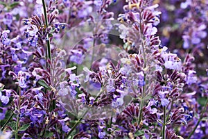 Beautiful Sage flowers up close