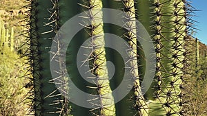 Beautiful Saguaro cactus close-up