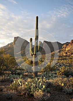 Beautiful Saguaro cactus Sonoran desert photo
