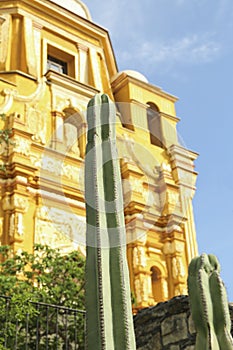 Beautiful Saguaros cactus near building, low angle view