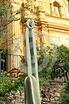 Beautiful Saguaros cactus near building outdoors on sunny day