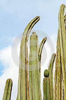 Beautiful Saguaros cactuses against sky, low angle view