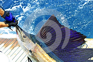 Beautiful sailfish photo