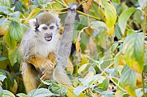 A beautiful saimiri monkey photographed in Prague ZOO