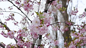 Beautiful sakura blooming, pink flowers on a tree branch. Cherry blossoms. 4K slow motion flower