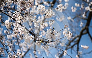 Beautiful Sakura in Canada photo