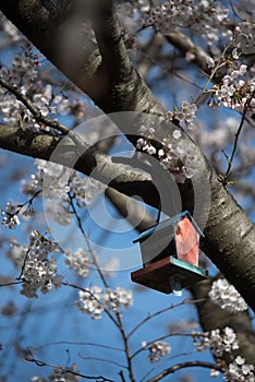 Beautiful Sakura in Canada photo