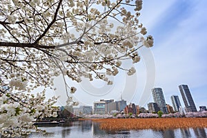 Beautiful sakura cherry blossom with background of cityscape beside Shinobazu pond at Ueno park, spring season in Tokyo, Japan