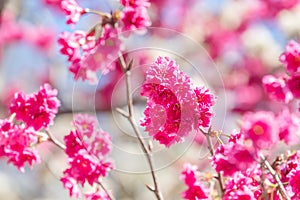 Beautiful Sakura Cherry Blossom in dark pink color in spring