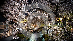 Beautiful sakura cherry blossom trees lineup at Takase river on night Kyoto