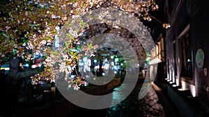 Beautiful sakura cherry blossom trees lineup at Takase river on night Kyoto